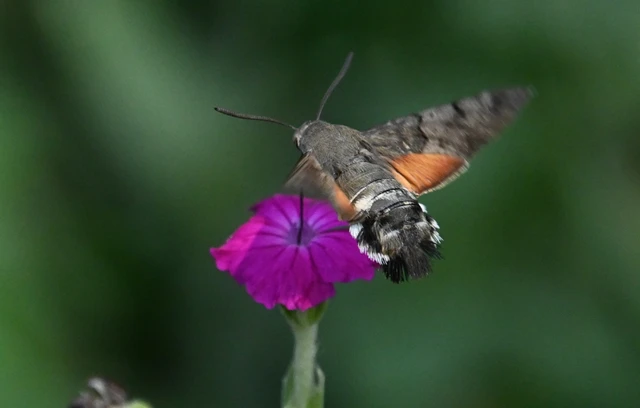 Macroglossum stellatarum - kacsafarkú szender