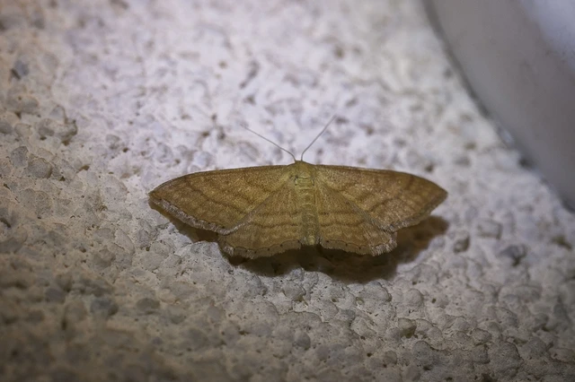 Idaea ochrata - okkerszínű sávosaraszoló