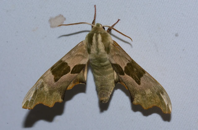 Mimas tiliae - hársfaszender