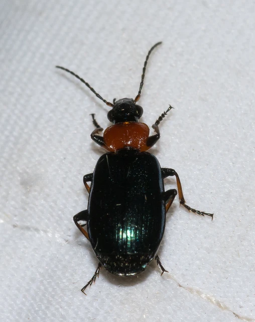 Lebia cyanocephala - pompás cserjefutó