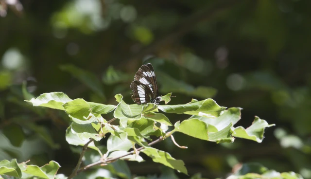 Neptis rivularis - nagy fehérsávoslepke