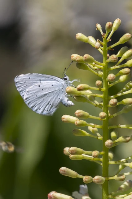 Celastrina argiolus - bengeboglárka
