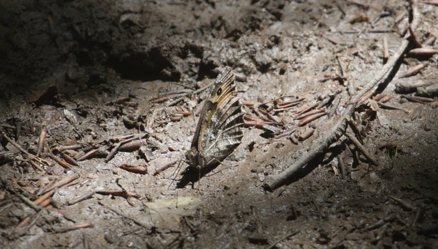 Hipparchia semele - barna szemeslepke