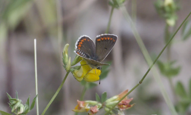 Aricia agestis - szerecsenboglárka