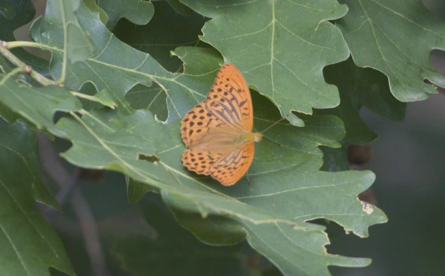 Argynnis paphia - nagy gyöngyházlepke