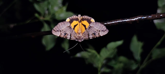 Catocala hymenaea - kökény-övesbagoly