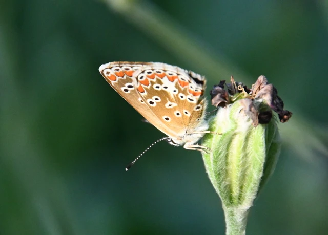 Aricia agestis - szerecsenboglárka