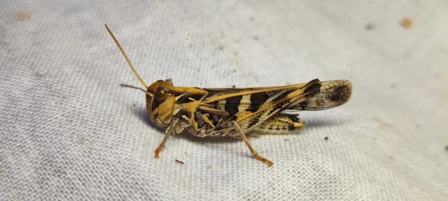 Oedaleus decorus - szalagos sáska Oedaleus decorus - szalagos sáska