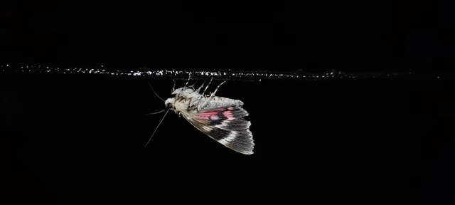 Catocala promissa - kis tölgyfa-övesbagoly