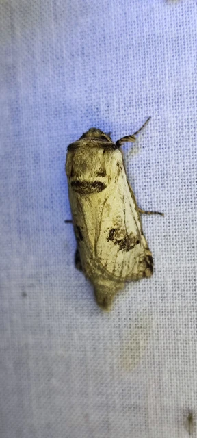 Parahypopta caestrum - spárgalepke