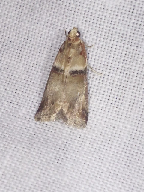 Acrobasis tumidana - bordás karcsúmoly