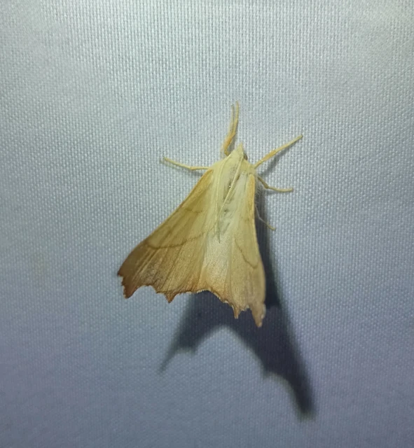 Ennomos fuscantaria - kőris-levélaraszoló