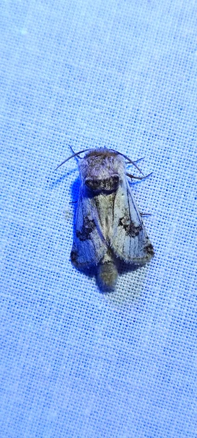 Parahypopta caestrum - spárgalepke