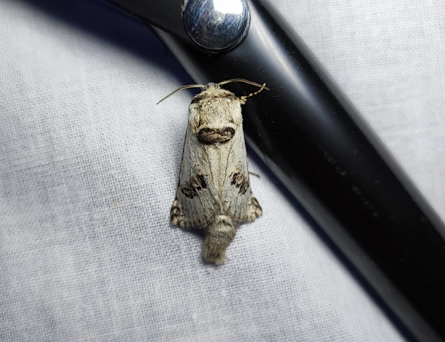 Parahypopta caestrum - spárgalepke