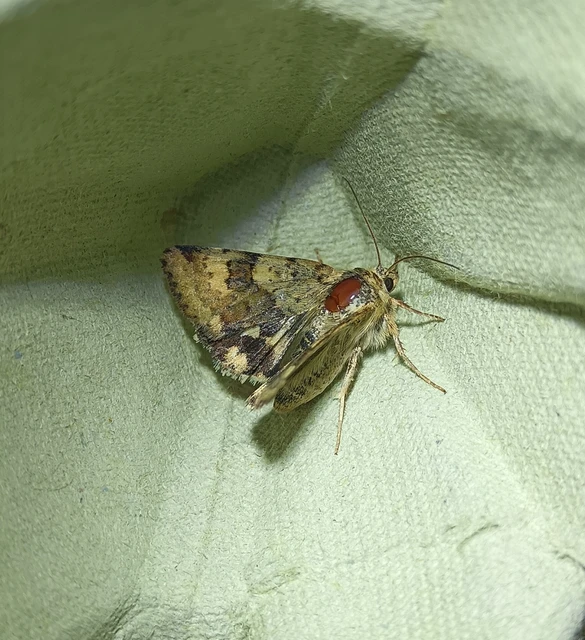 Heliothis viriplaca - mácsonyabagoly