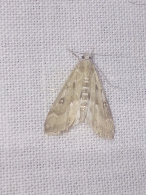 Parapoynx stratiotata - közönséges vízimoly