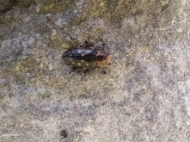 Trachypteris picta decostigma - foltos fürgedíszbogár