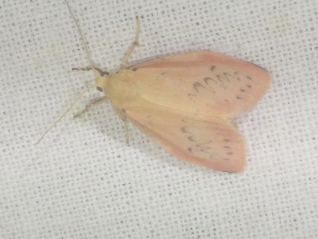 Miltochrista miniata - piros medvelepke