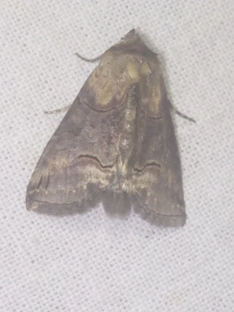 Abrostola triplasia - közönséges csalánbagoly
