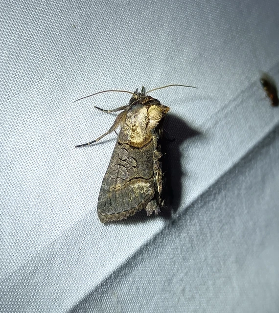 Abrostola agnorista - sziklalakó csalánbagoly