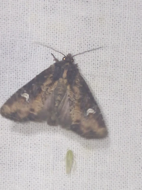Mesapamea secalella/secalis