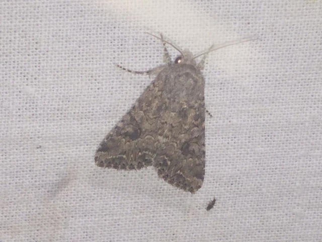 Hadula trifolii - lóherebagoly