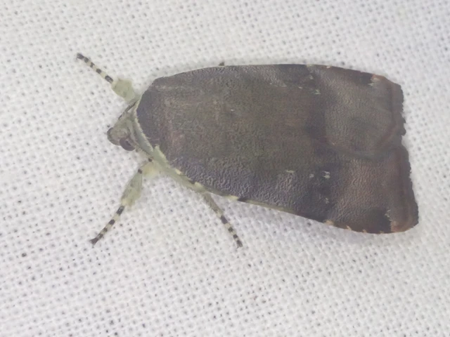Noctua janthe/janthina