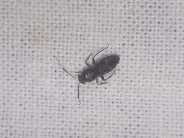 Pilophorus Pilophorus