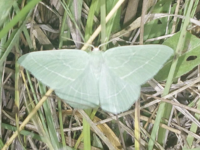 Hemistola chrysoprasaria - kékes zöldaraszoló