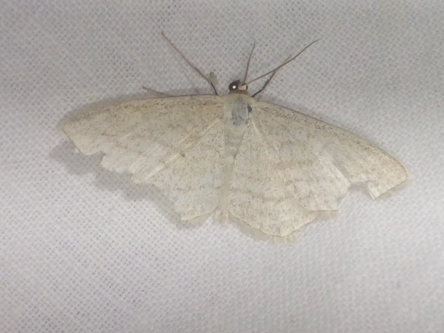 Scopula virgulata - vesszős sávosaraszoló