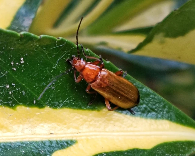 Rhagonycha fulva - feketevégű lágybogár