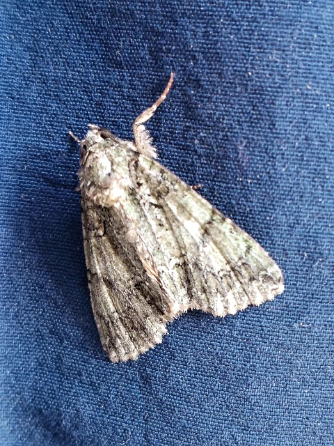 Polyphaenis sericata - selyemfényű erdeibagoly