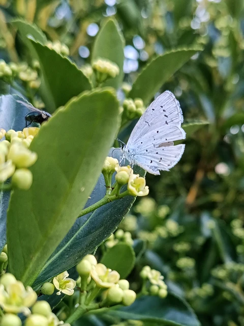 Celastrina argiolus - bengeboglárka