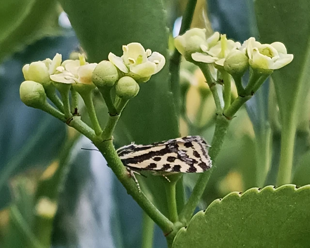 Emmelia trabealis - zebrabagoly