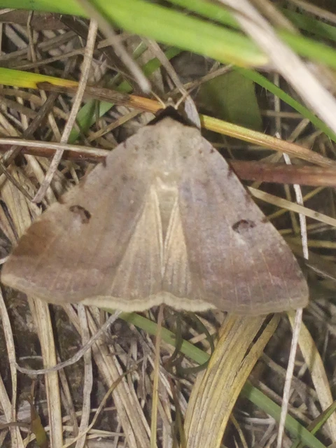 Lygephila craccae - gyakori csüdfűbagoly