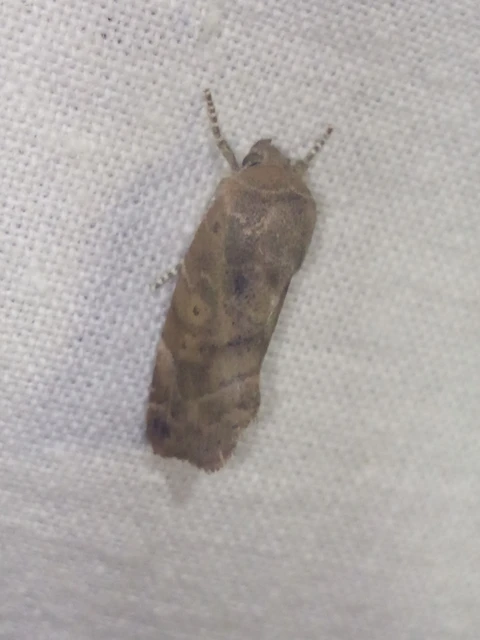 Cosmia affinis - barna lombbagoly