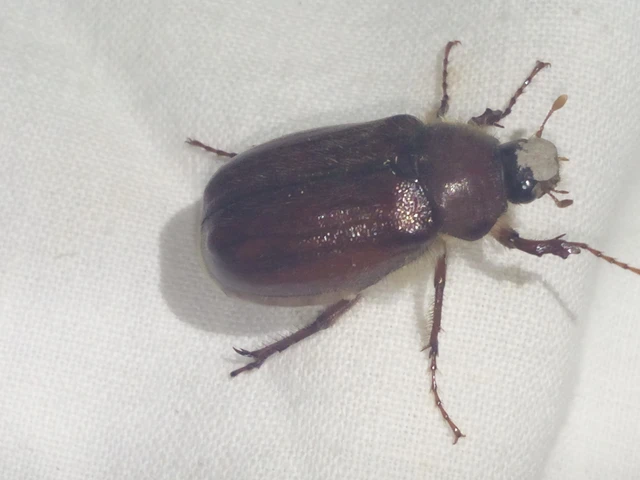 Holochelus vernus - tavaszi cserebogár