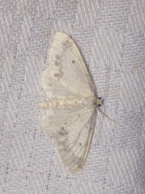 Idaea trigeminata - csúcsfoltos apróaraszoló