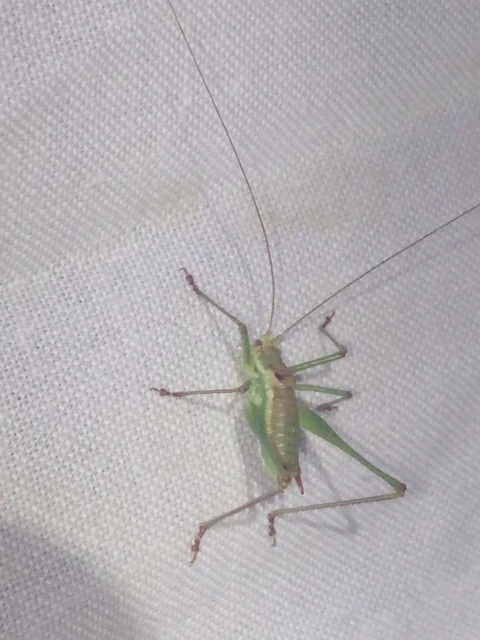Leptophyes albovittata - közönséges virágszöcske Leptophyes albovittata - közönséges virágszöcske