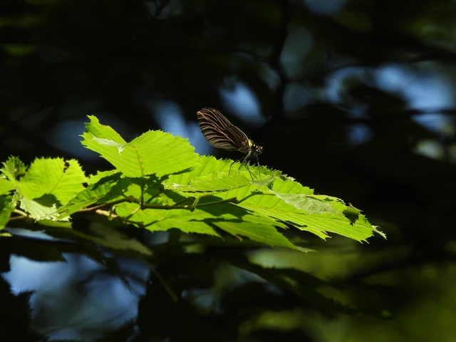 Calopteryx virgo - kisasszony-szitakötő