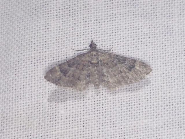 Gymnoscelis rufifasciata - vöröscsíkos törpearaszoló