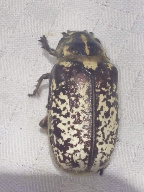 Polyphylla fullo - csapó cserebogár