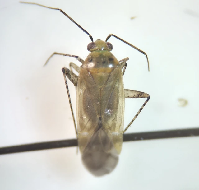 Miridae - mezeipoloskák