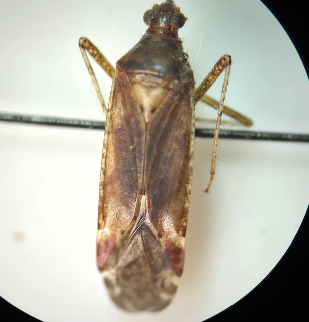 Phytocoris