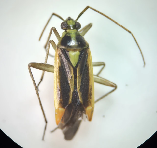 Stenotus binotatus - kétfoltos mezeipoloska