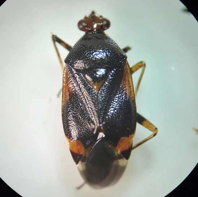 Deraeocoris