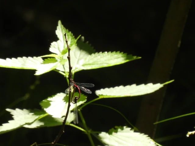 Pyrrhosoma nymphula interposita - vörös légivadász