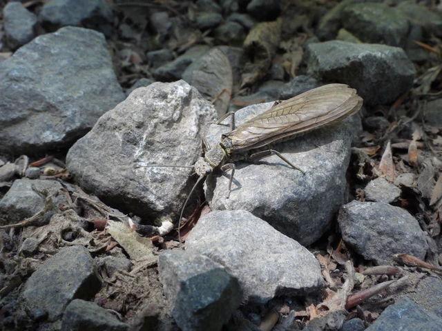 Plecoptera - Álkérészek