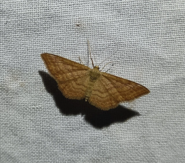 Idaea ochrata - okkerszínű sávosaraszoló