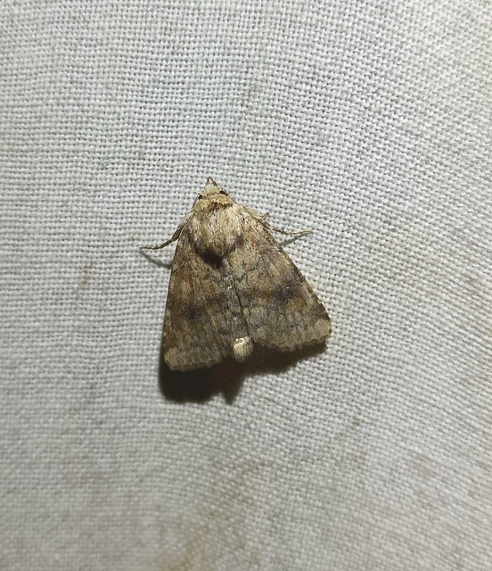 Atypha pulmonaris - tüdőfű-levélbagoly